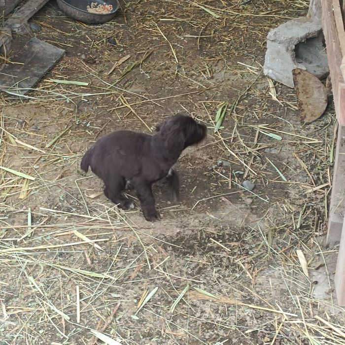 Продам щенка спаниеля