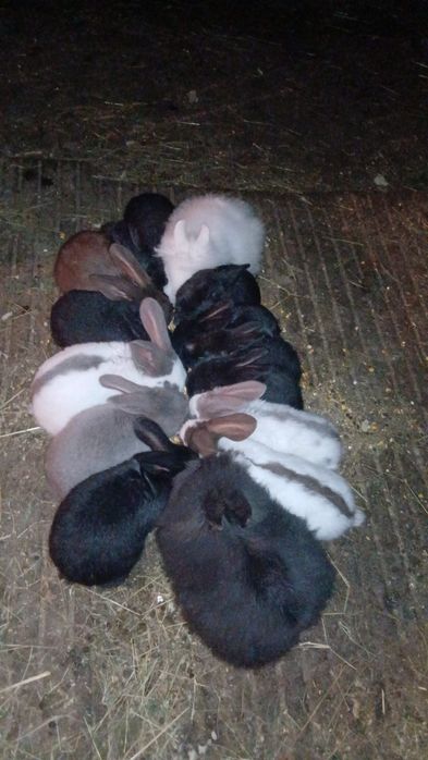 Disponibili iepuri diverse rase