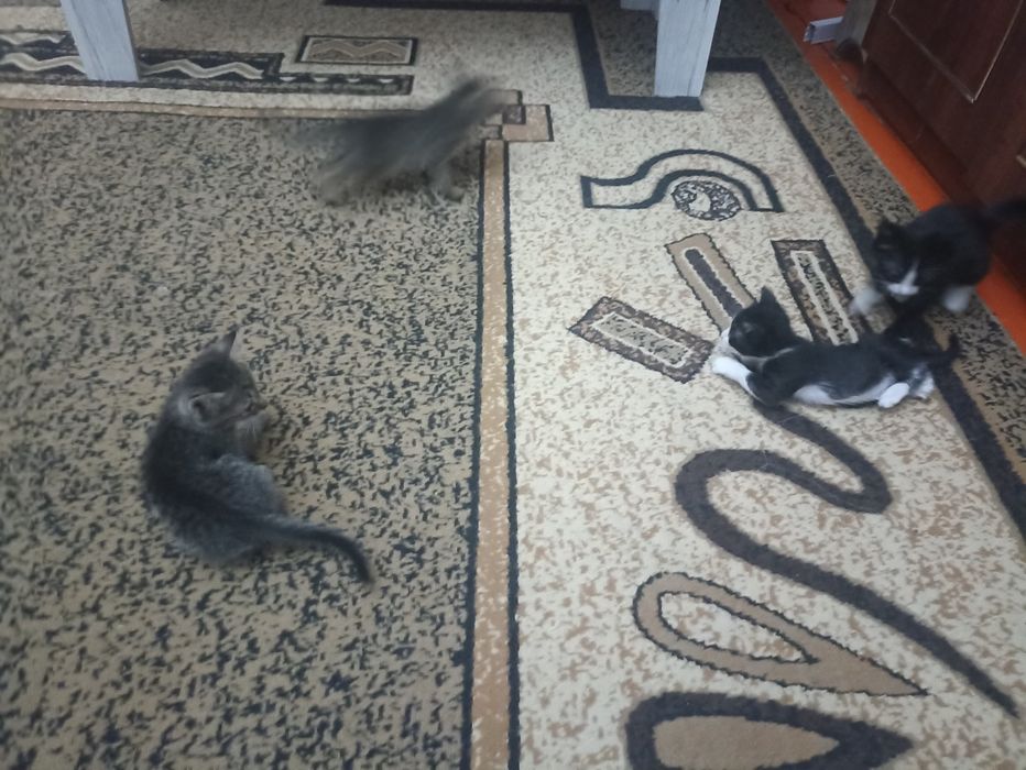 Отдам котят бесплатно