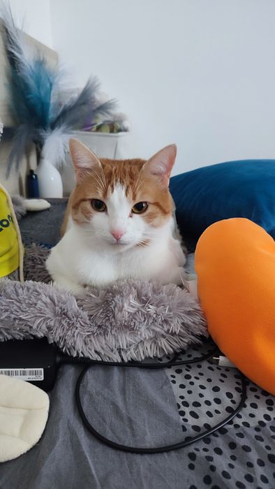 Pisică adultă de 5 ani, calmă, caută familie iubitoare