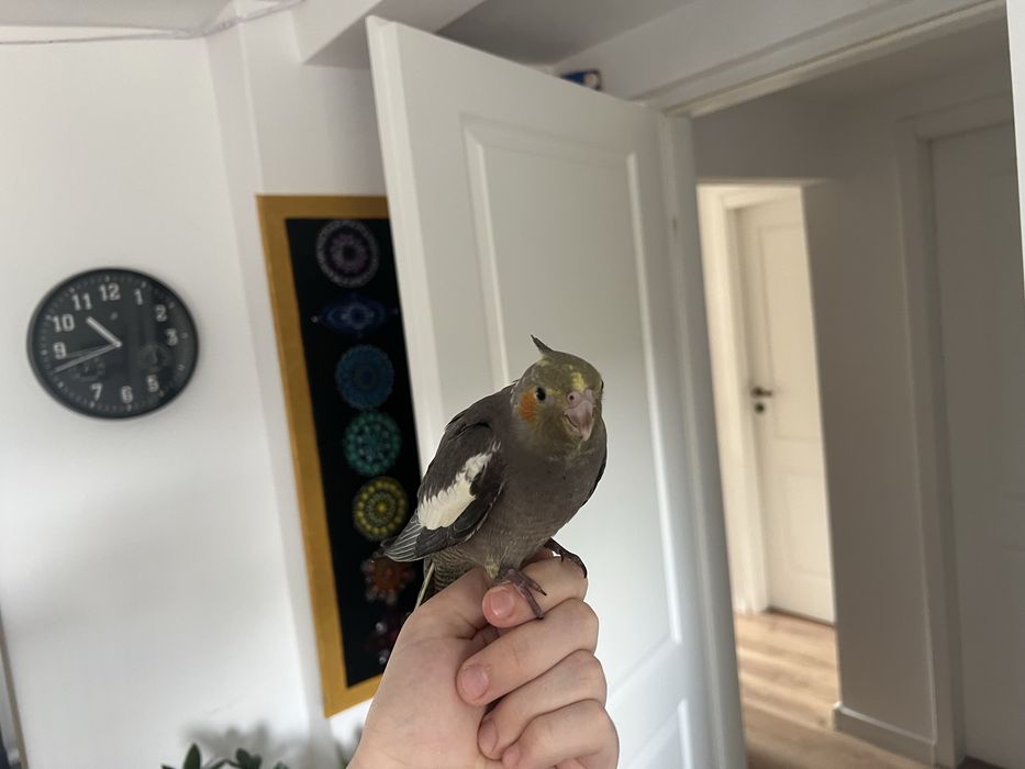 Vand colivie si nimfa cu accesorii