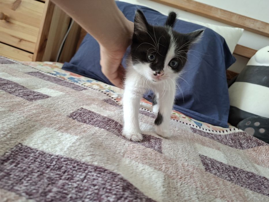 Спешно! Подарявам котенца!