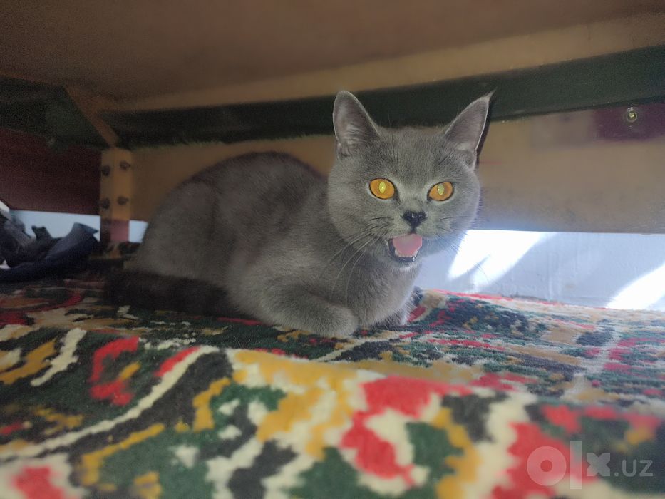 British shorthair soğlom,latok,buyruq biladi.