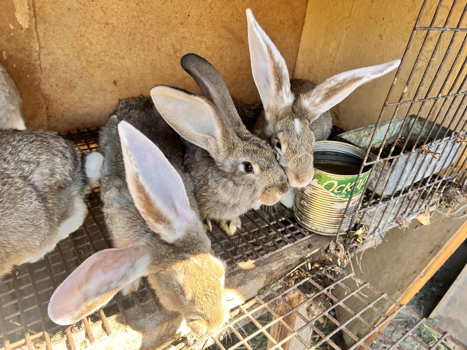 Кролики 2 месяца