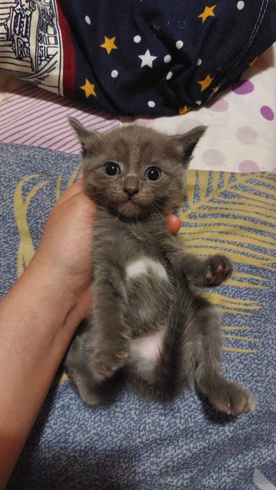 котята девочки 1 месяц