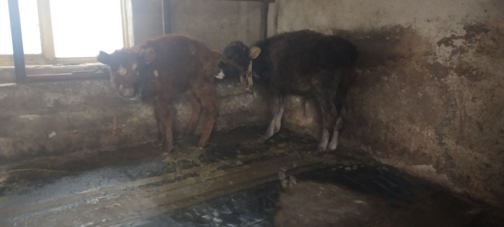 Продам телят бык и телка три четыре месеца