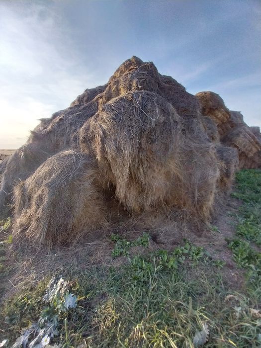 Сено прошлый год