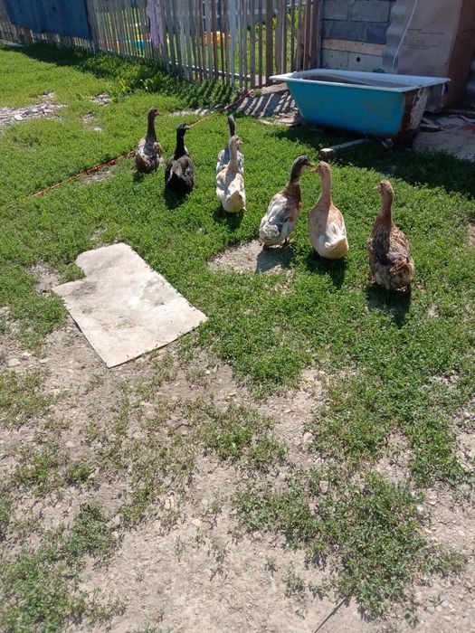 Продам уток и селезней