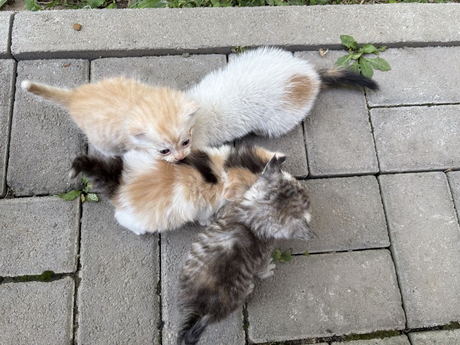 Отдам котят в добрые руки!
