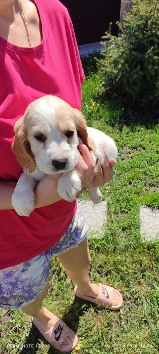 Щенки Русский- спаниель