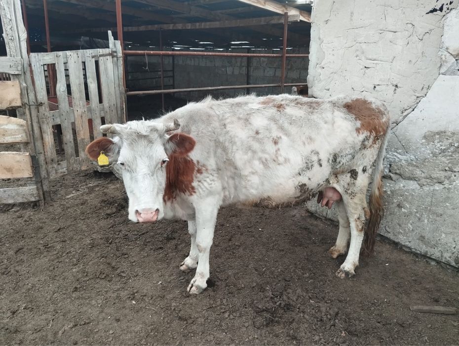 Карова с телёнком