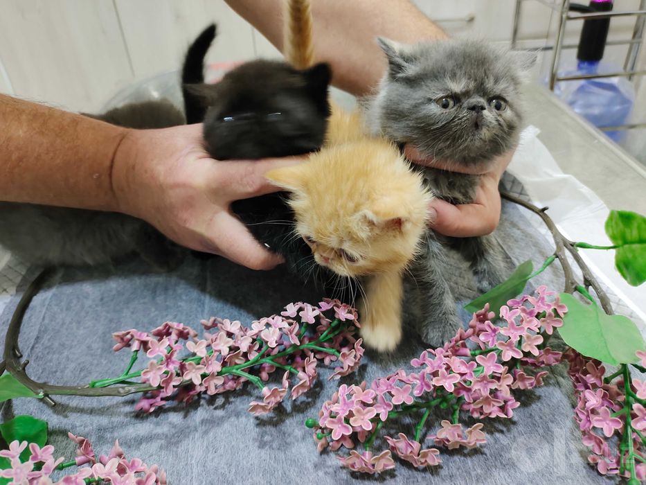 Котята  1.5 месяцев