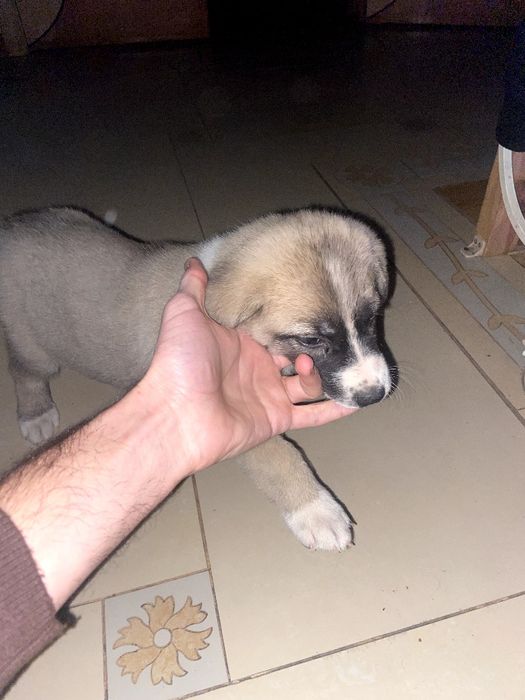 Щенки в хорошие руки