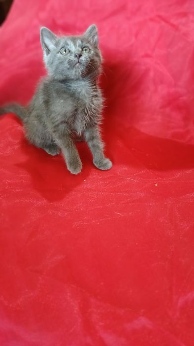Котенок девочка ищет дом