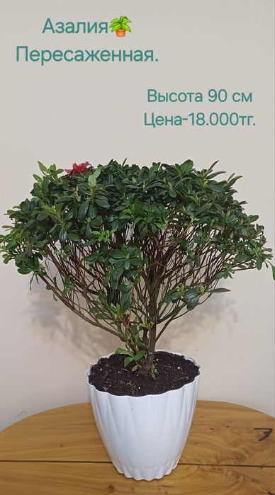 Комнатные цветы!Очень большой выбор.