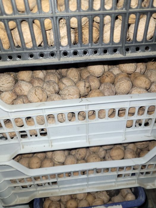 Тонкокорые грецкие орехи