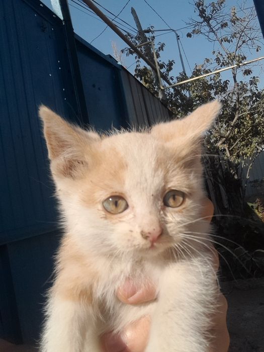 Отдам котят в хорошие руки