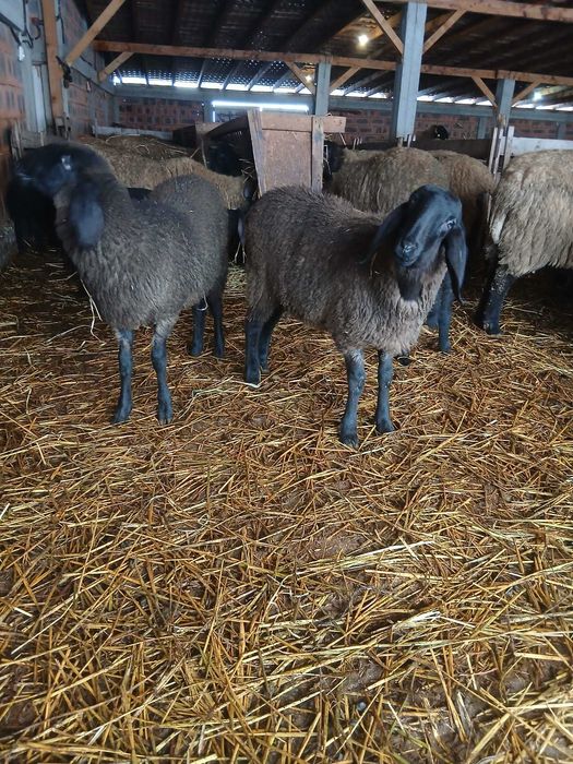 Mielute și berbecuți carabase