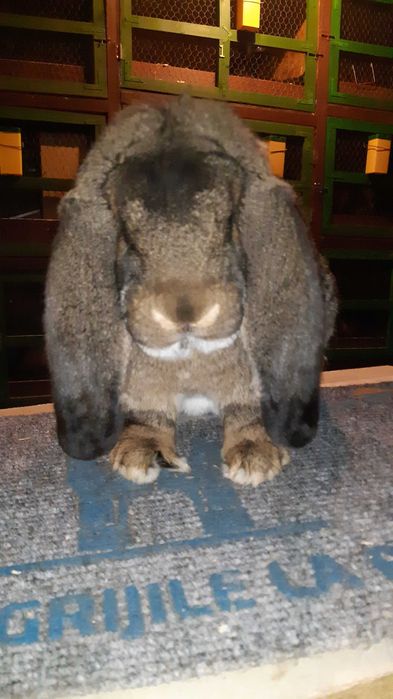 Iepuri Rasa Marele Berbec German