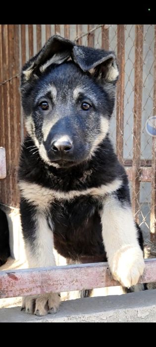 Подрощенная девочка ВЕО шоу класса