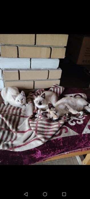 Отдам котёнка девочка