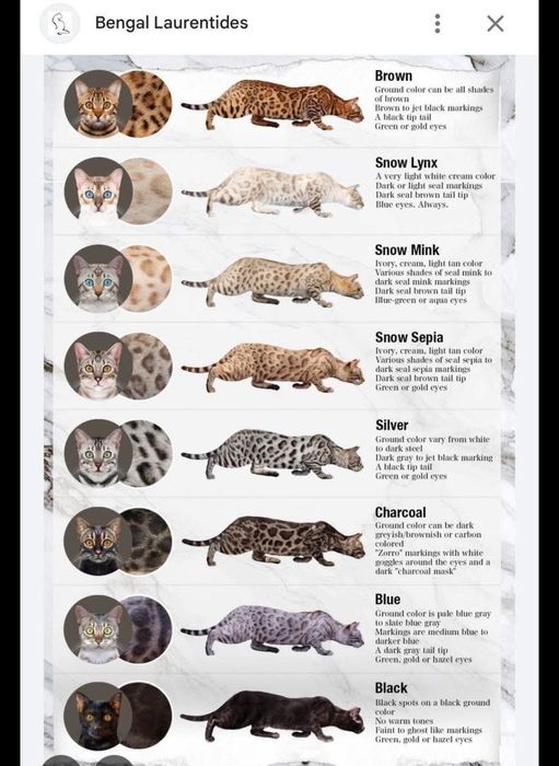 Мини леопард для вас!