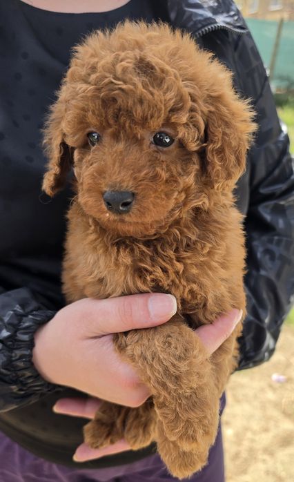 Той пудел Toy Poodle