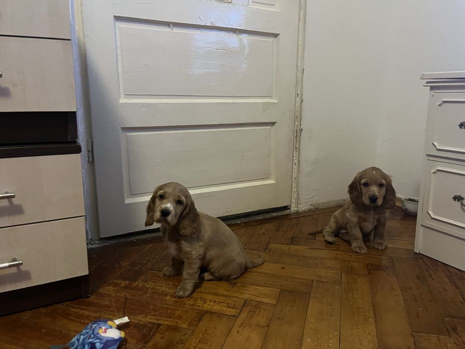 Pui cocker spaniel de vanzare
