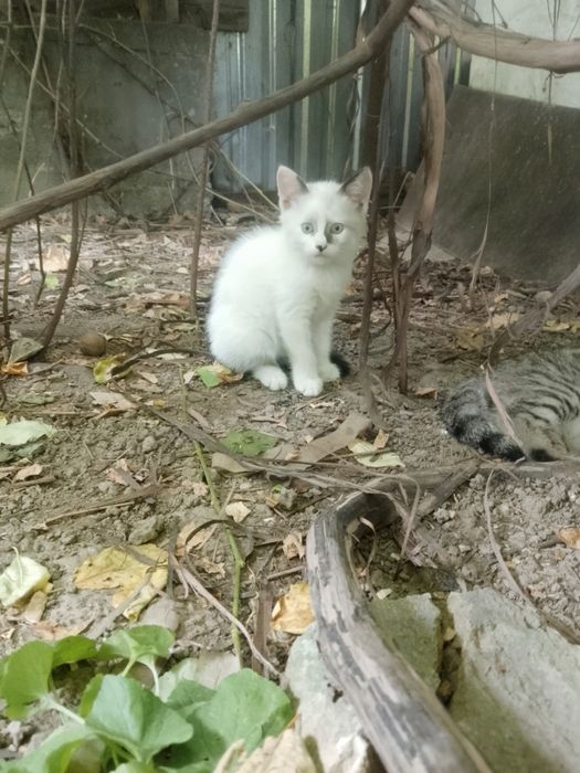Отдам котят с доставкой