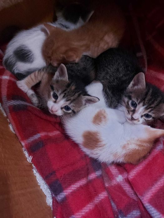 подарявам котета
