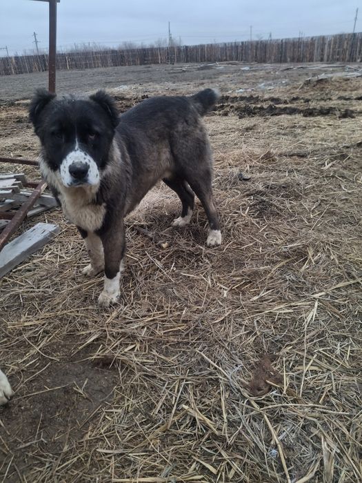 Сатылады казаккы тобет кушик али