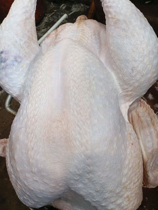 Продаю домашнию Индейку