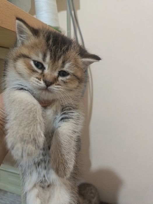 Mushukchalar sotildi onasi britanka otasi serebristiy fold