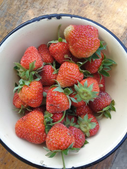 Саженцы Малины крупной домашней