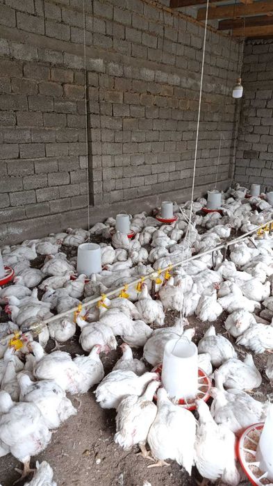 Бройлер сатылады тірі және сойылған 2–3 кг