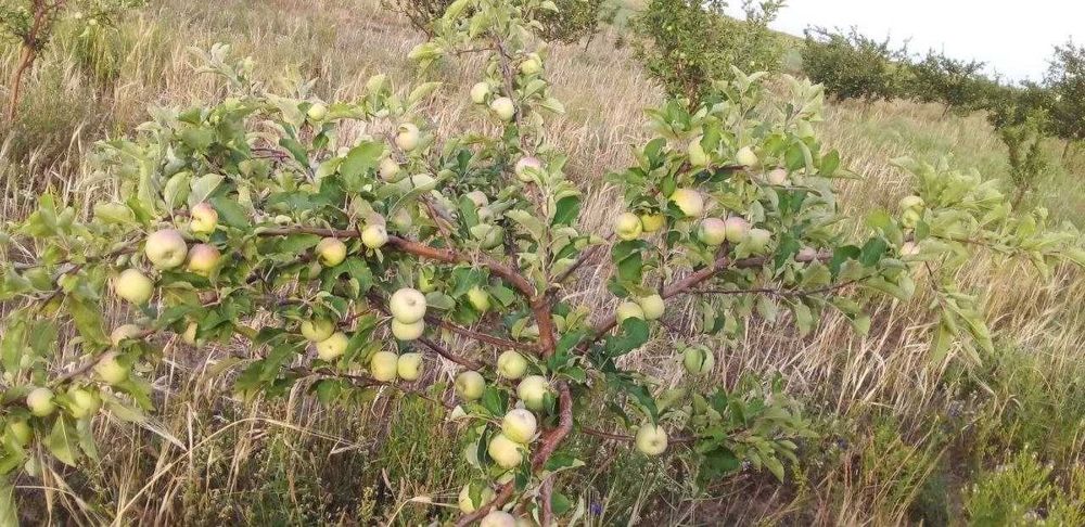 13 gektar hosilga kirgan bog'