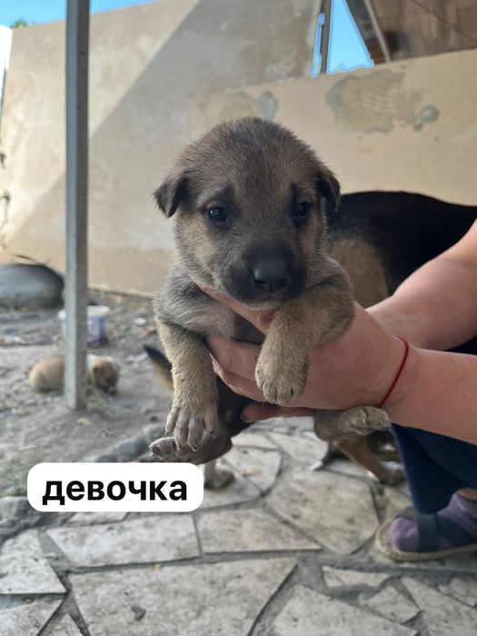 Отдадим щенков в хорошие руки