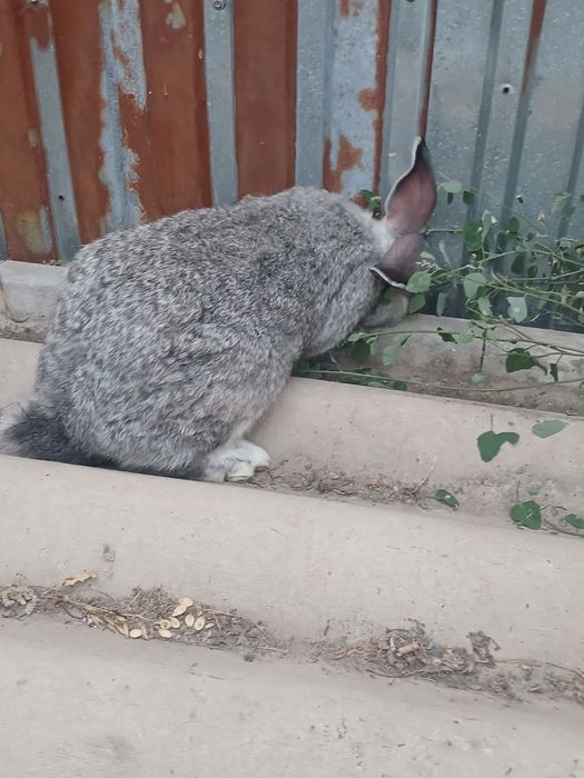 Продам кролиху крупную