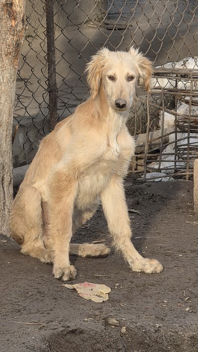 Тазы күшіктер / щенки тазы