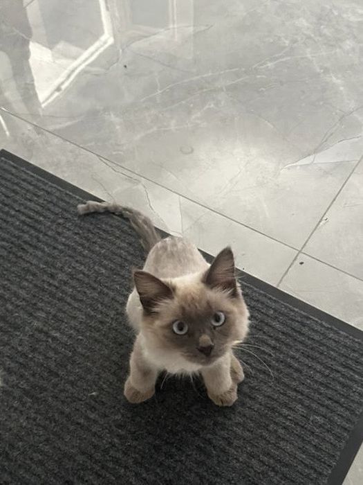 отдам в добрые руки котенка