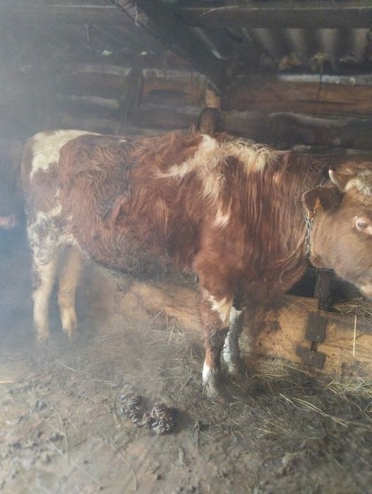 Продам быка 480000