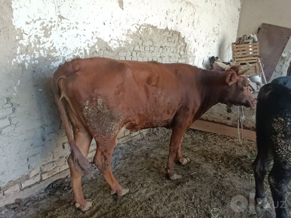 Ona bola sigir sotiladi