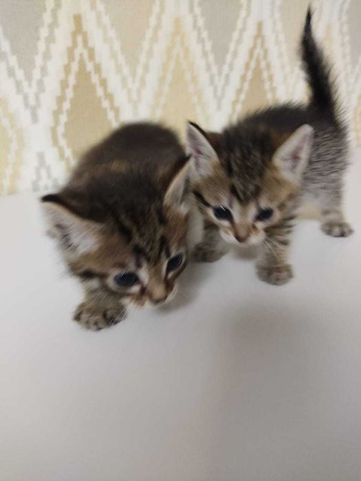 Отдам котят в добрые руки