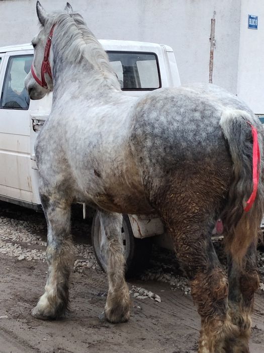 Vând un cal greu de 5 ani