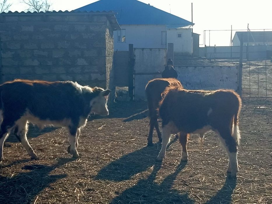 Баспактар сатылады.