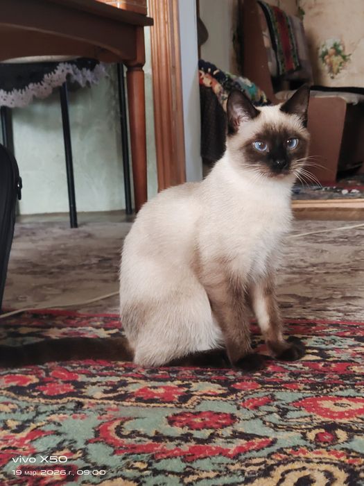 Продам кошечку 6 месяцев