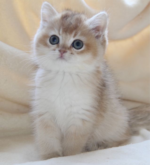 Шикарный британский мальчик окраса Золотая Шиншилла