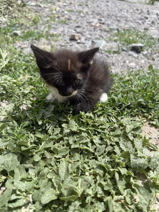 Отдам котят бесплатно