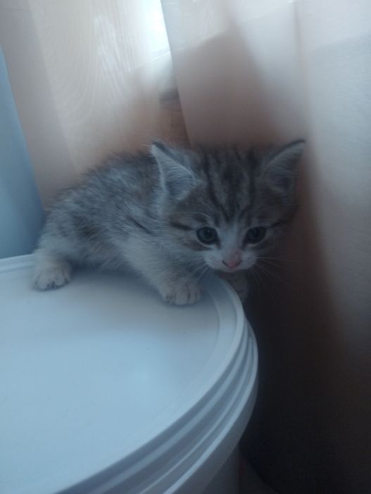 Отдам в добрые ручки.