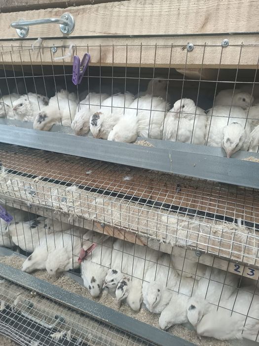 Продам перепелов возраст 25дней.